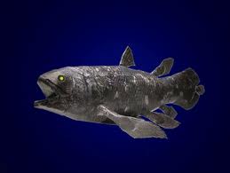 coelecanth_fossil_fish