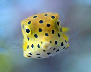 Photo competition